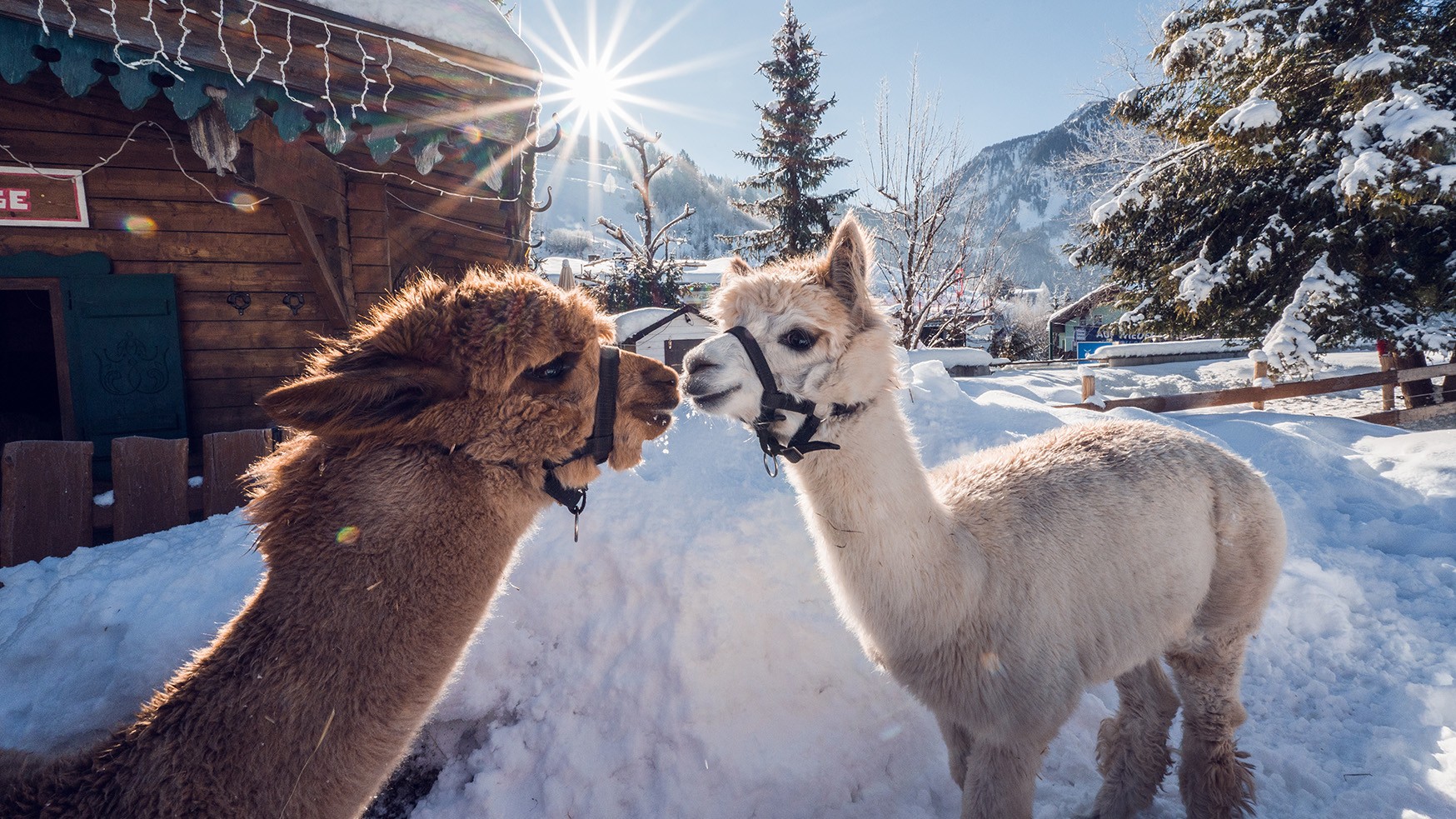 Alpaca hike
