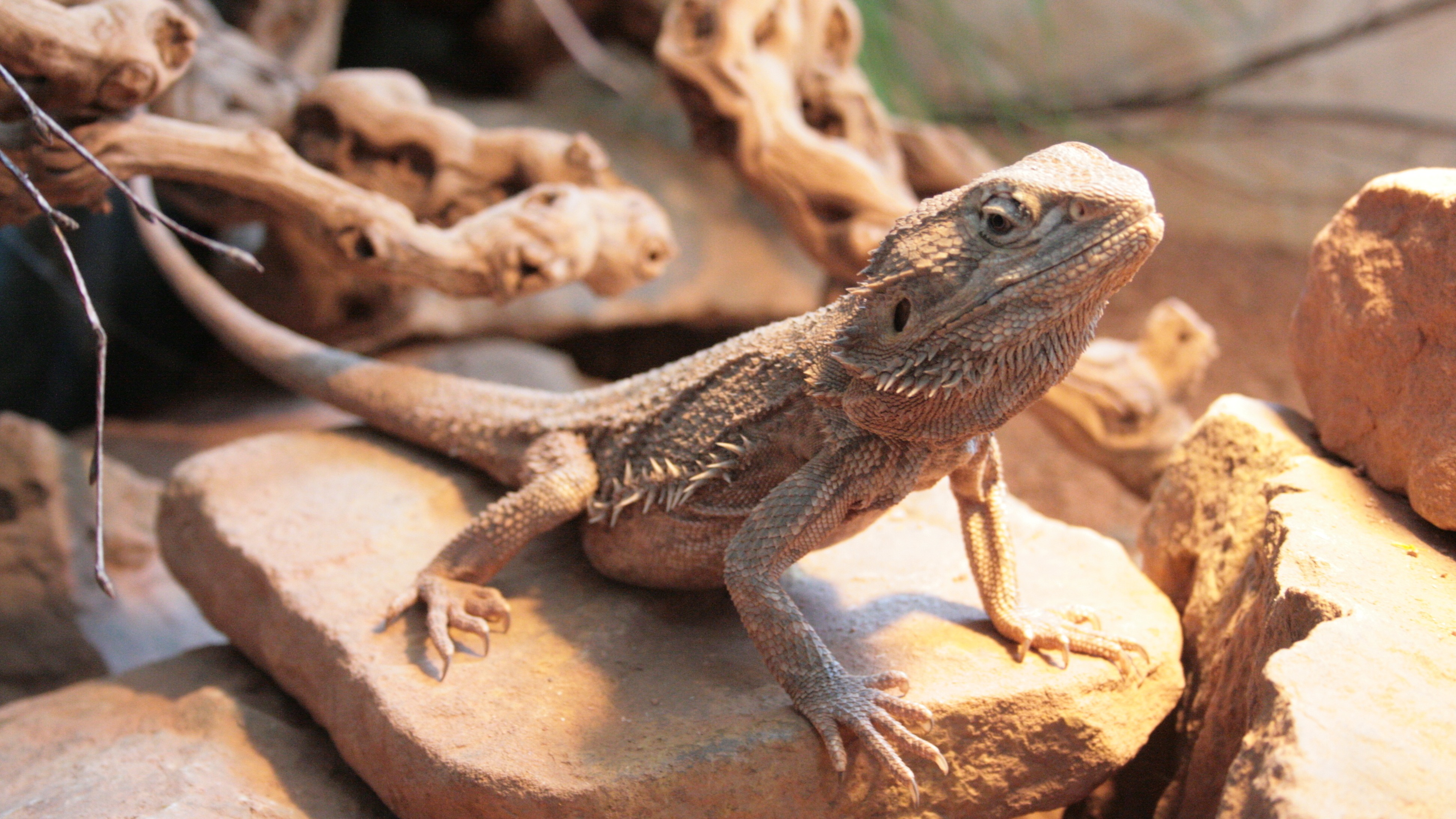 Reptile House Unteruhldingen Wirthshof