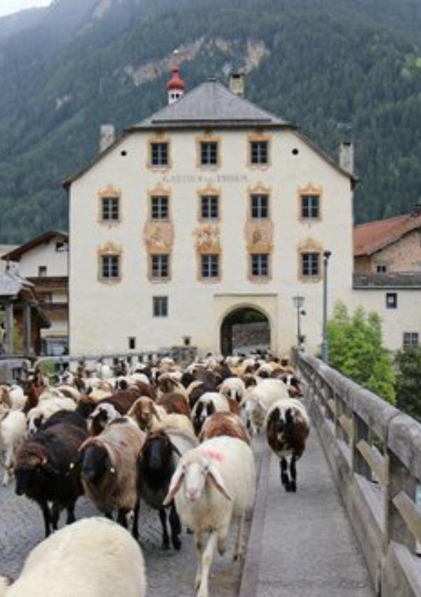 Schafschoad