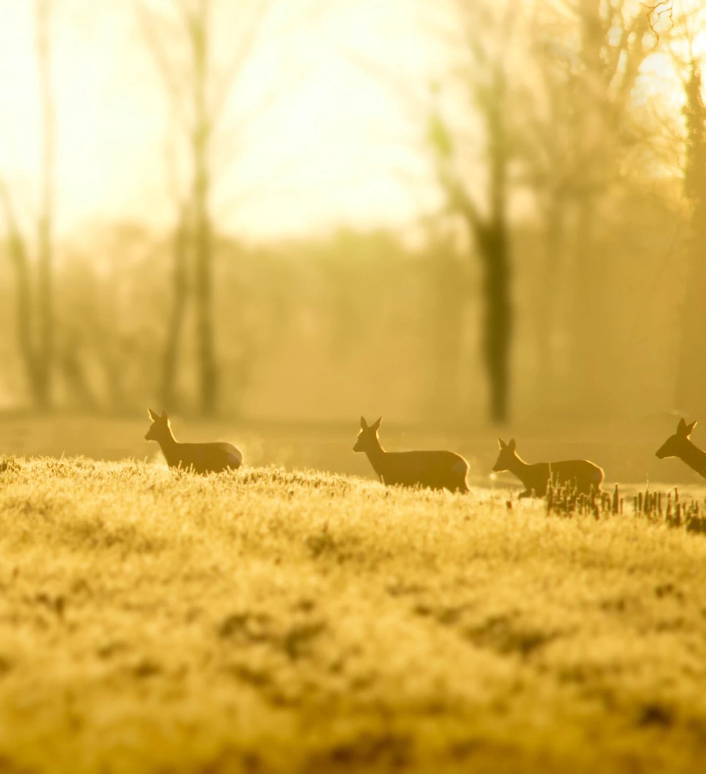 The Mindful Hunter