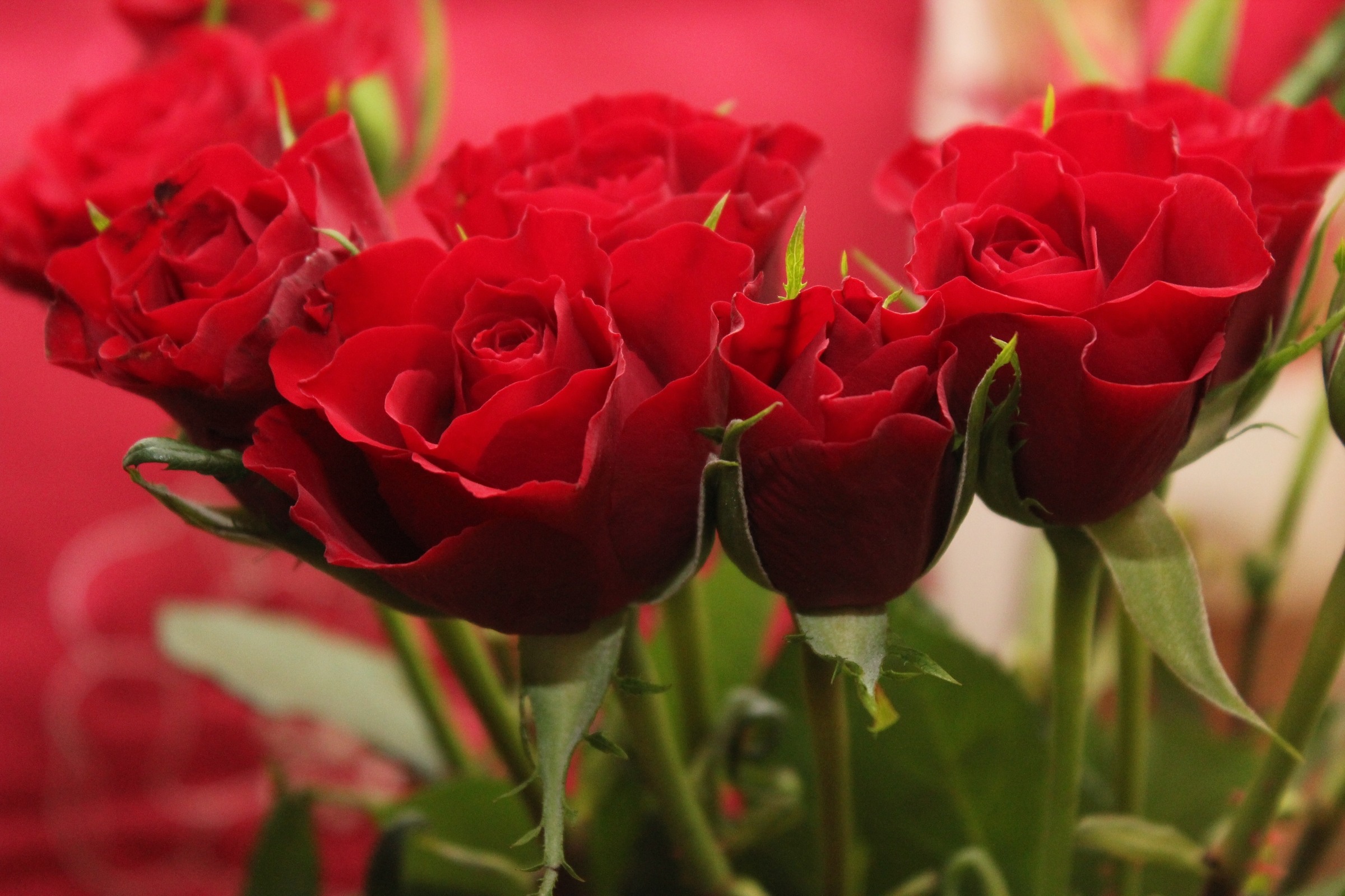  Mom, the time to just say thank you