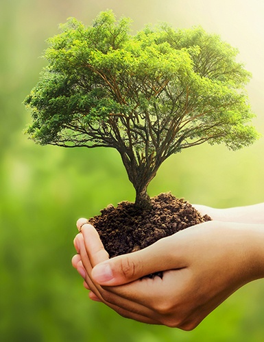 Let's plant trees with Fabian