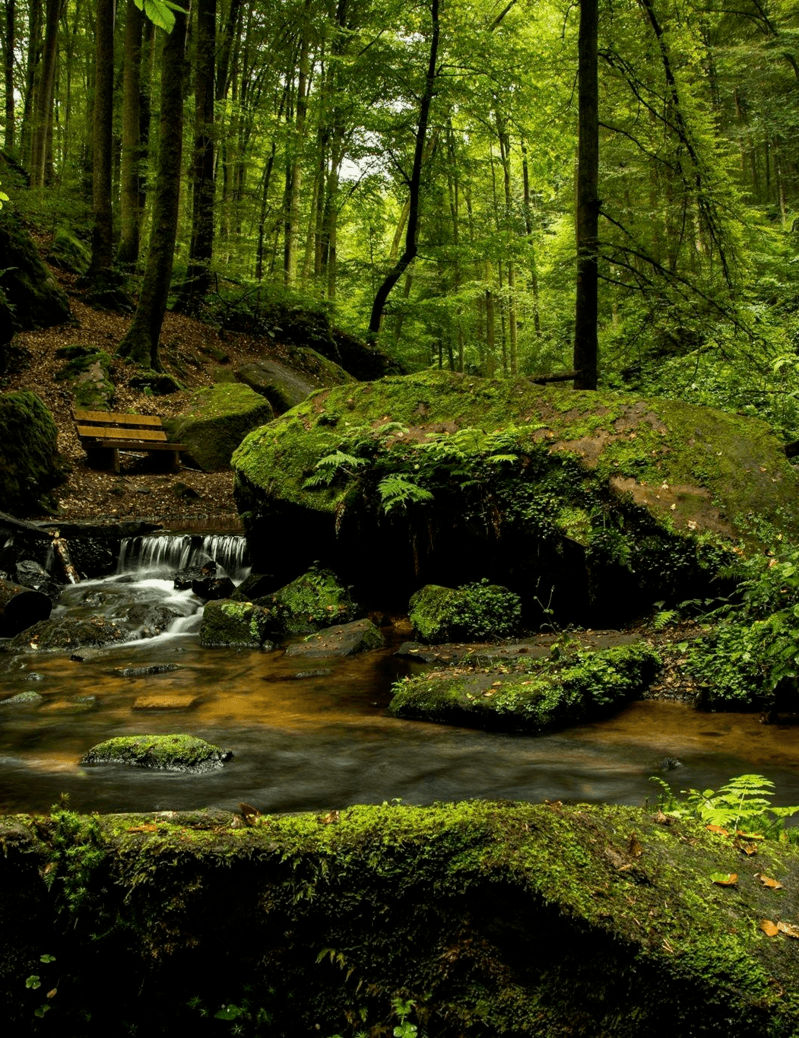 Off to the forest