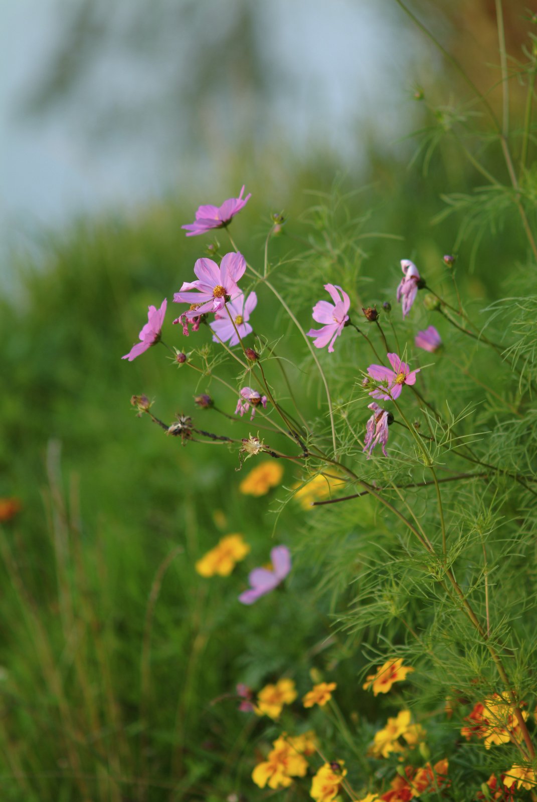 Kräuterspaziergang im Sommer