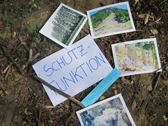 Forest educational tour