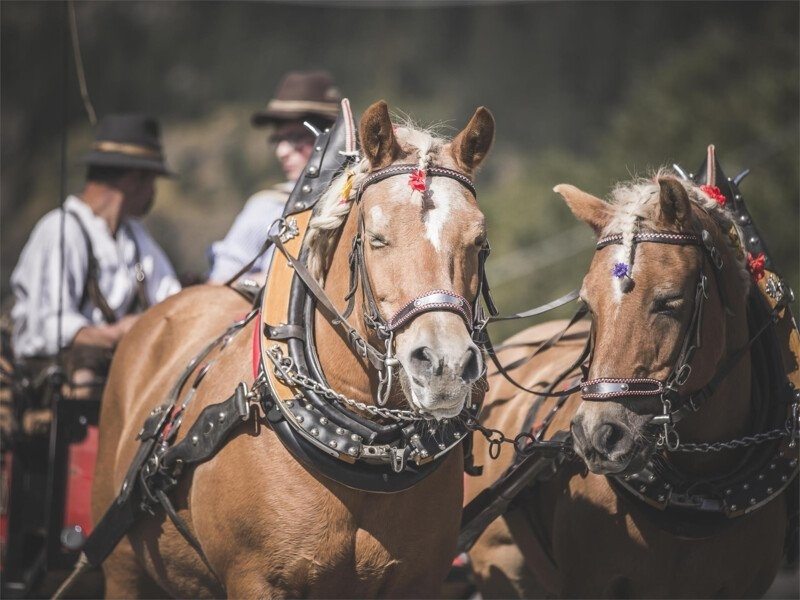 Horse-drawn carriage ride in the Ridnaun Valley