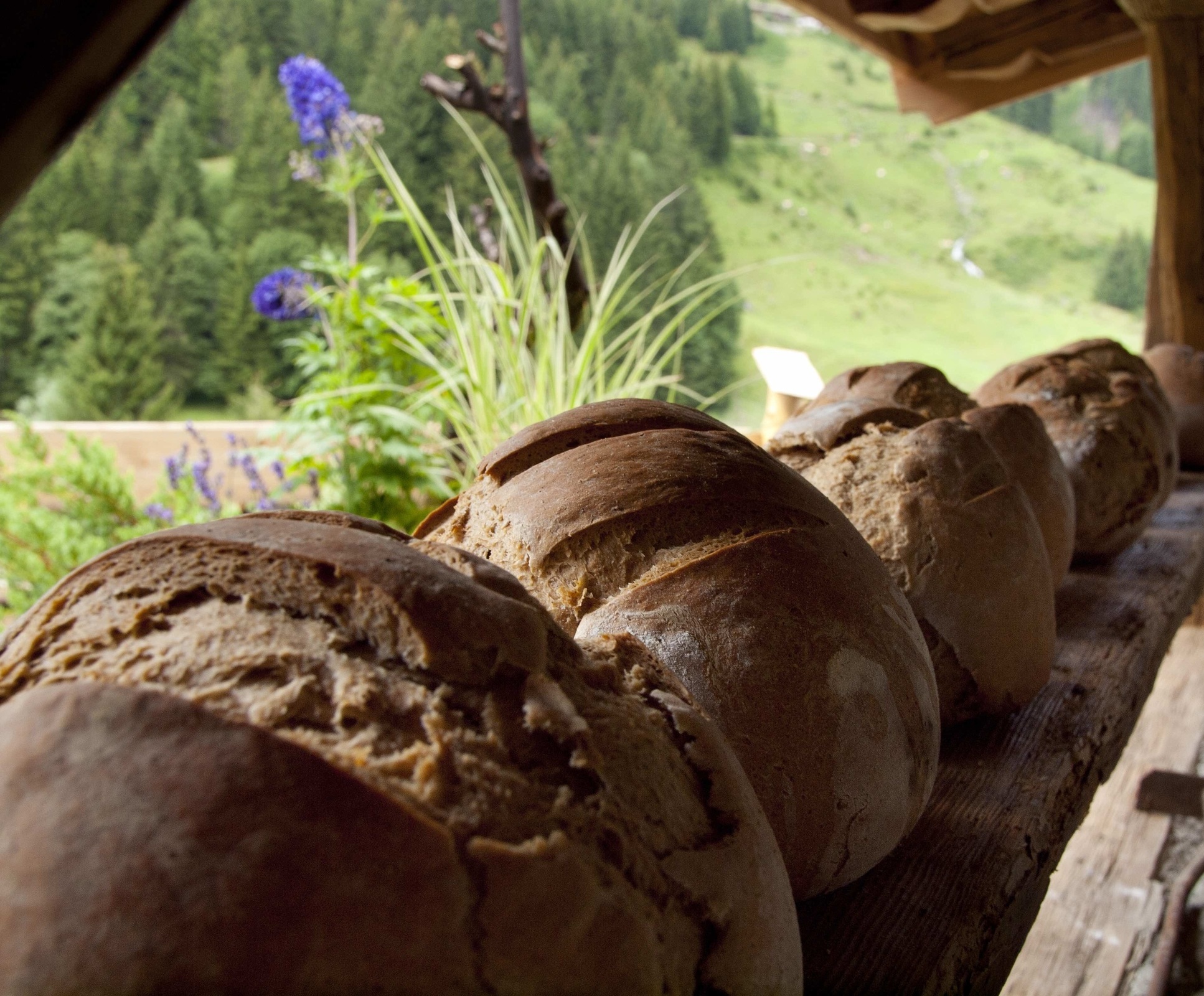Bauernbrot frisch aus dem Ofen mit Ledal - Brotbackkurs