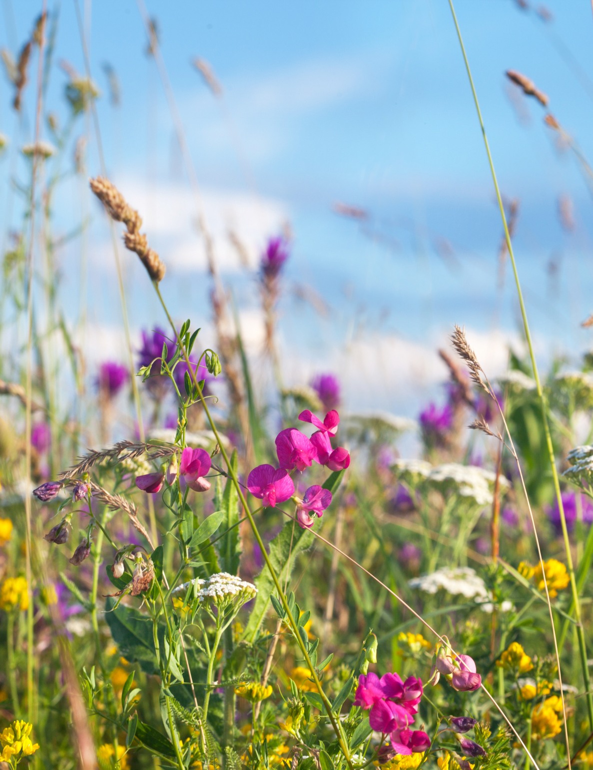 Medicinal herb hike image