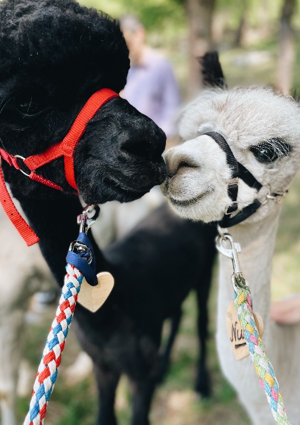 Alpaca guided hiking tour trough the green hills
