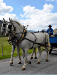 Giro in carrozza privata attraverso la campagna di Davos image