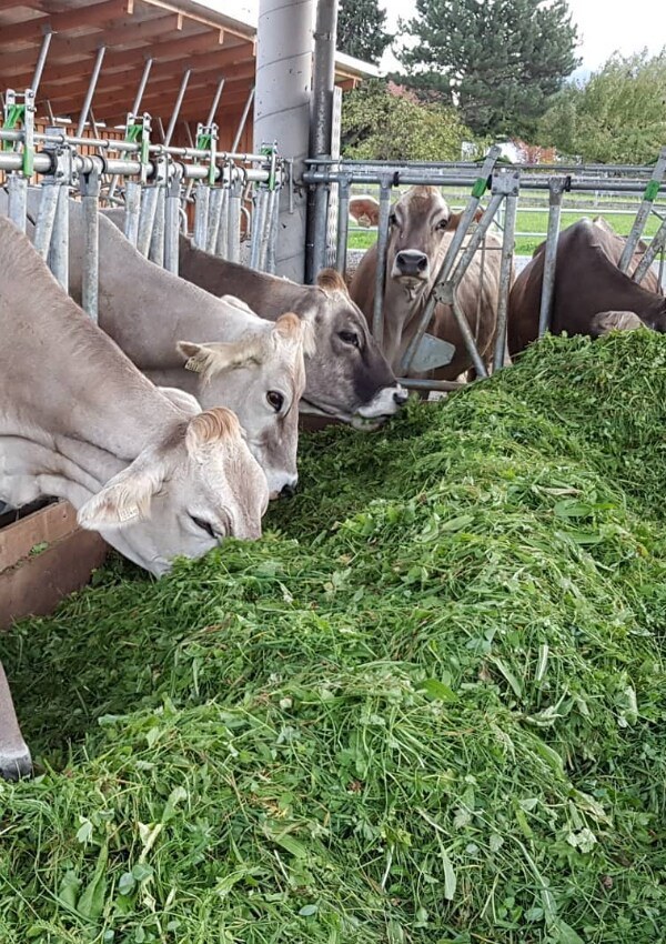 Get Your Own fresh Milk from the Farmer