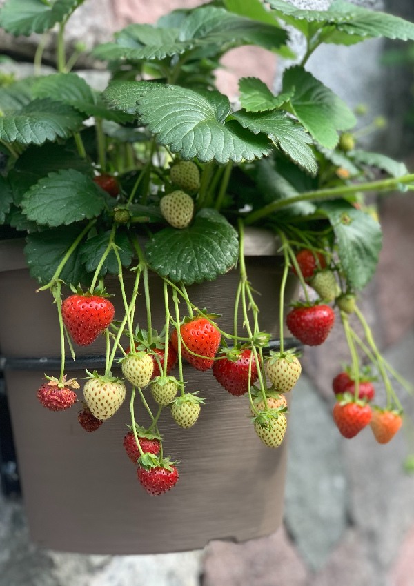 Our snack garden