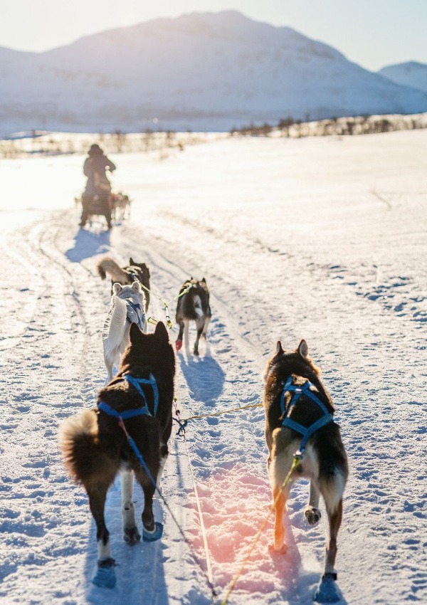 Husky-Schlittenfahrt - Das Abenteuer des fernen Nordens in den Dolomiten image