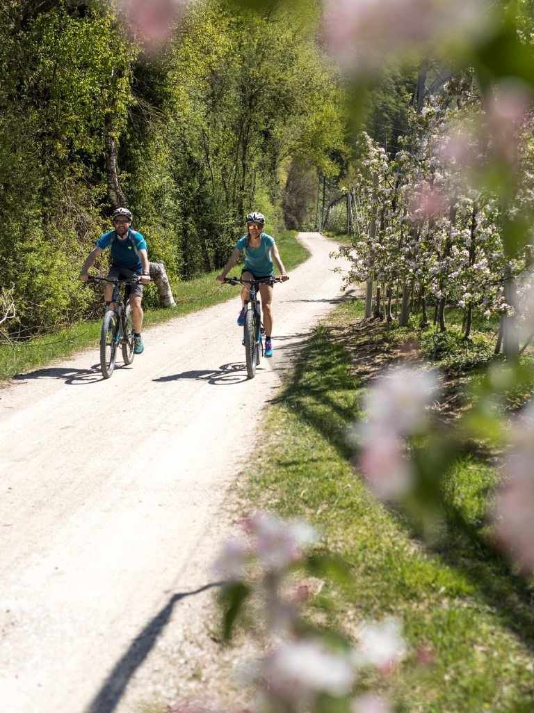 Guided e-bike tour through the apple blossom