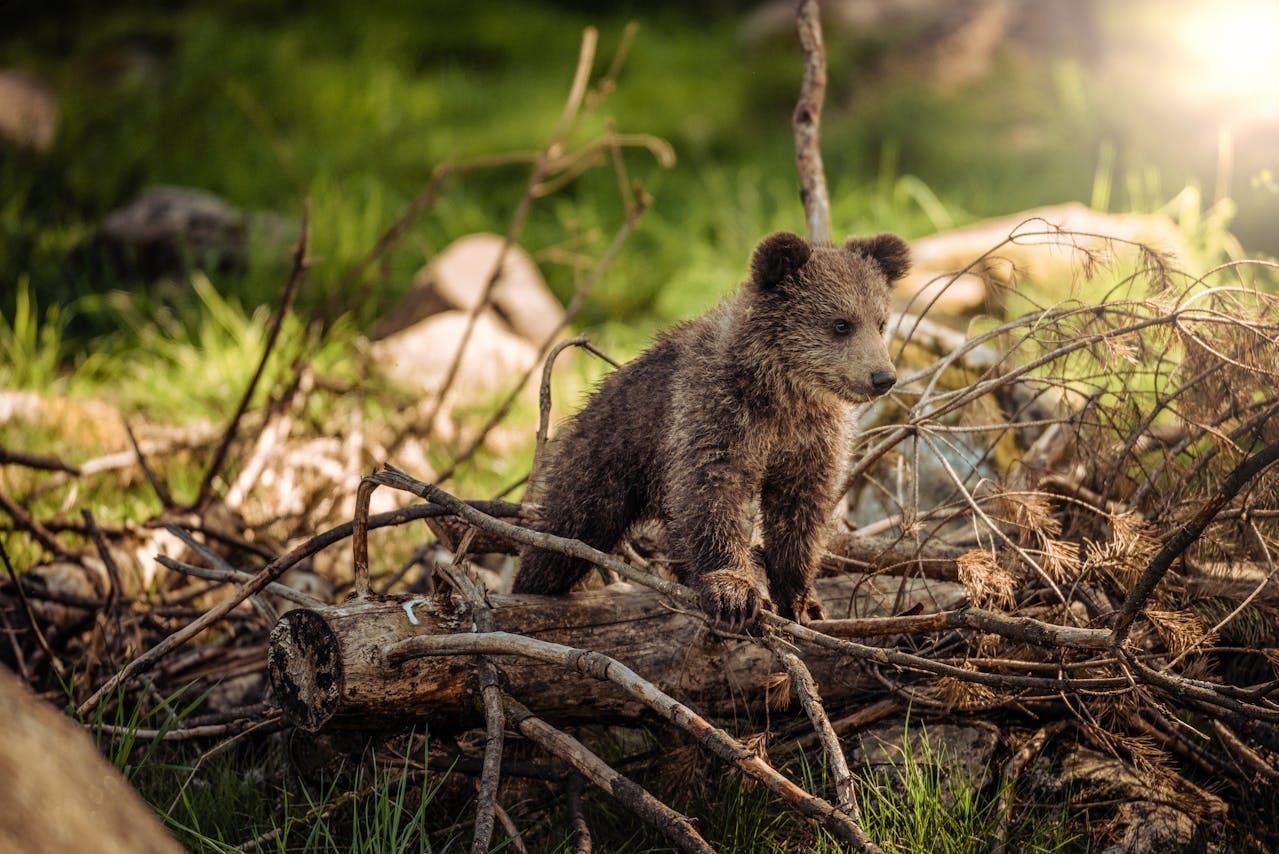 Family adventure in Grünau Wildlife Park