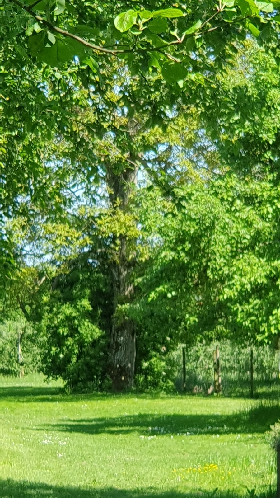 Family experience - we discover nature around the Wirthshof