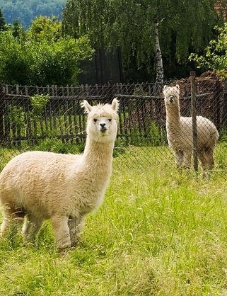 Alpaca hike