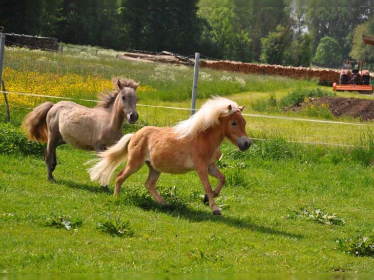 Pony riding at the Kassnhof 