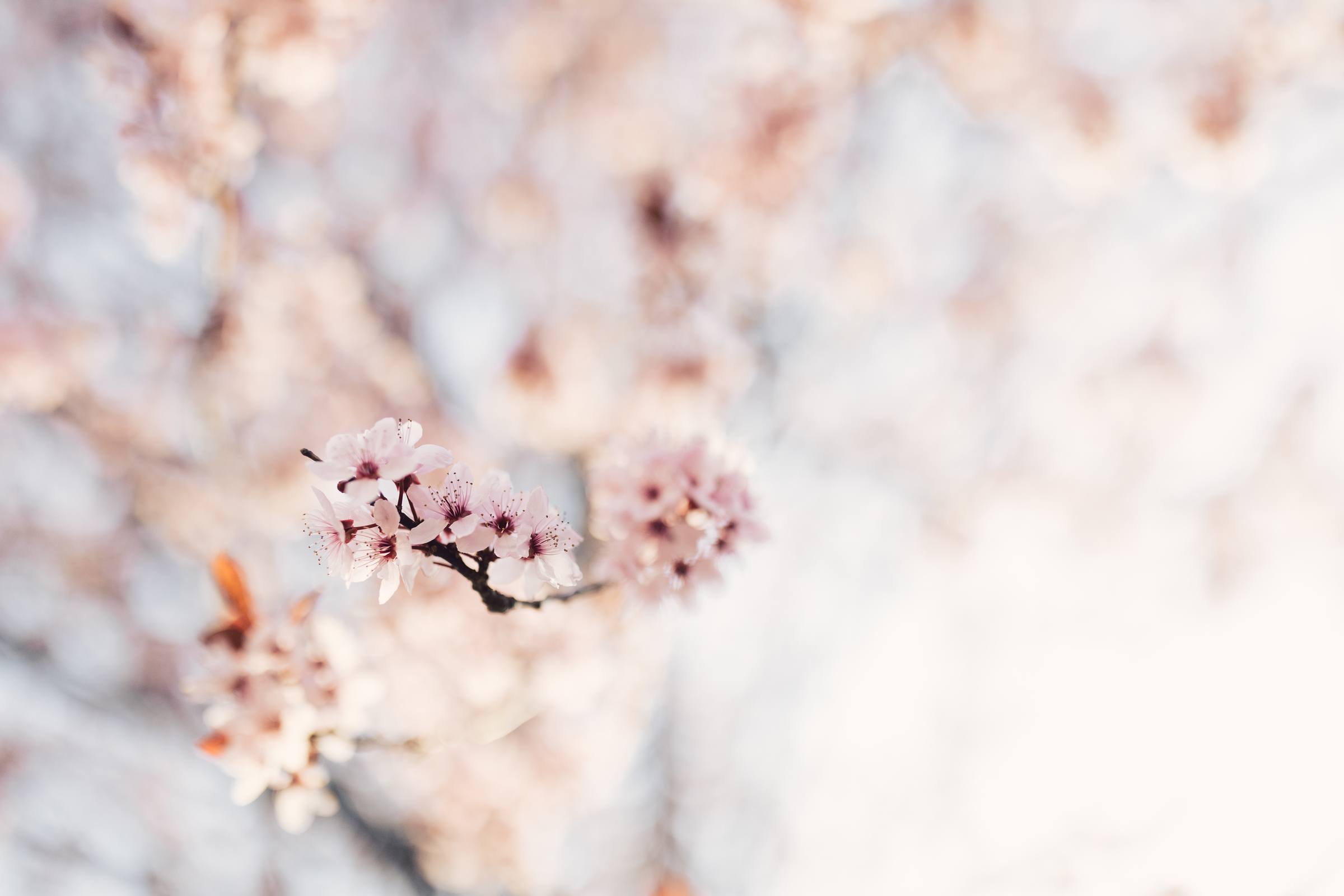 Zams Blossom Festival