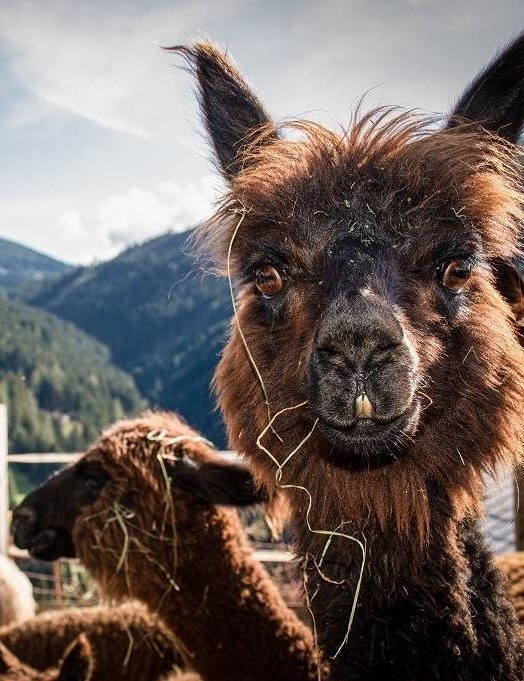 Einzigartiges Bauernhof Erlebnis am Prennergut