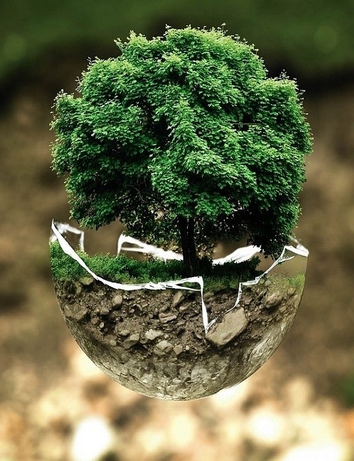 Let's plant trees with Fabian