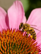 Busy bees