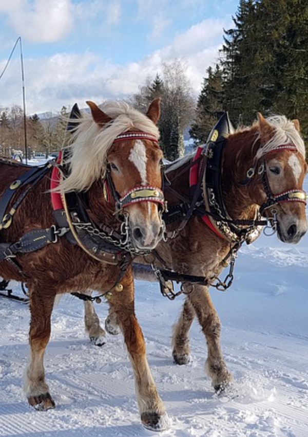 Winterliche Kutschfahrt