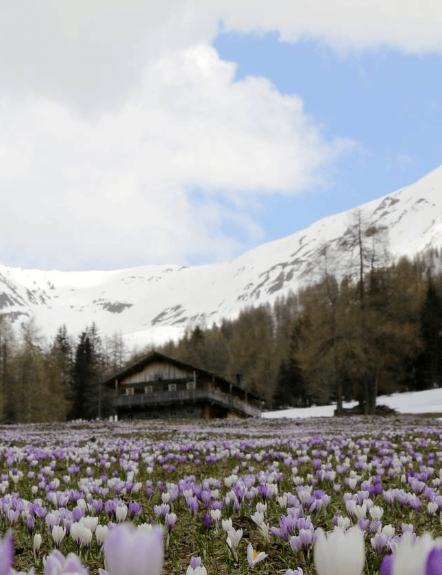Wanderung zur Pitzinger Alm*
