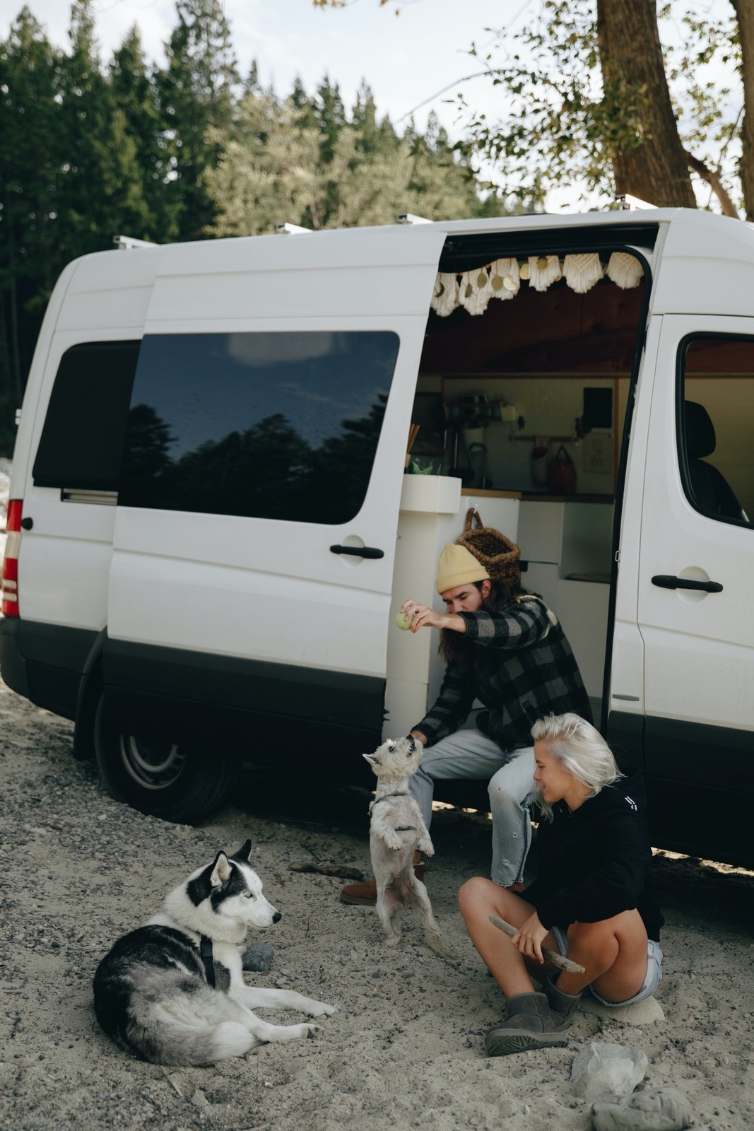 Dogs on the campsite 