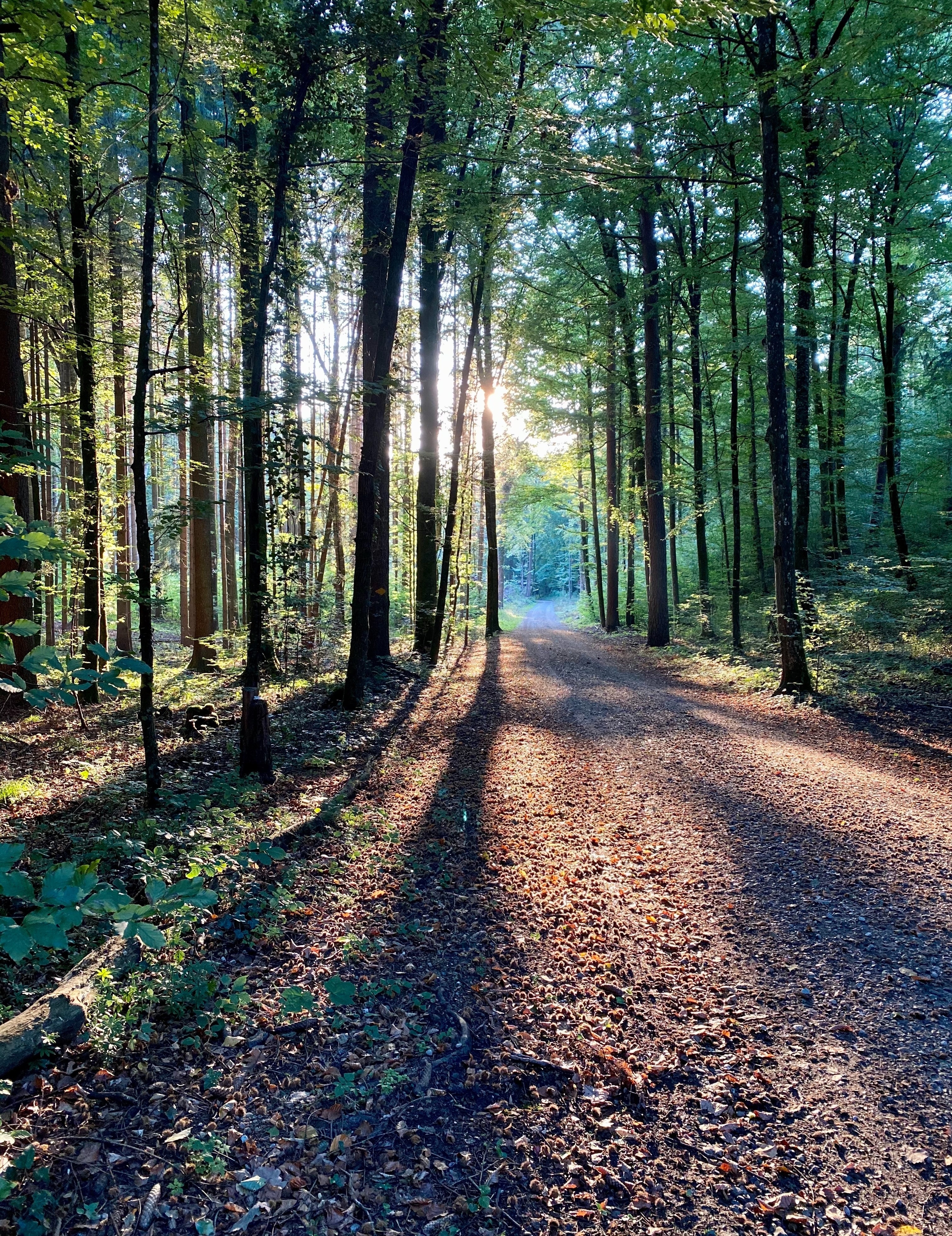 Naturzeit "Waldentdecker" 
