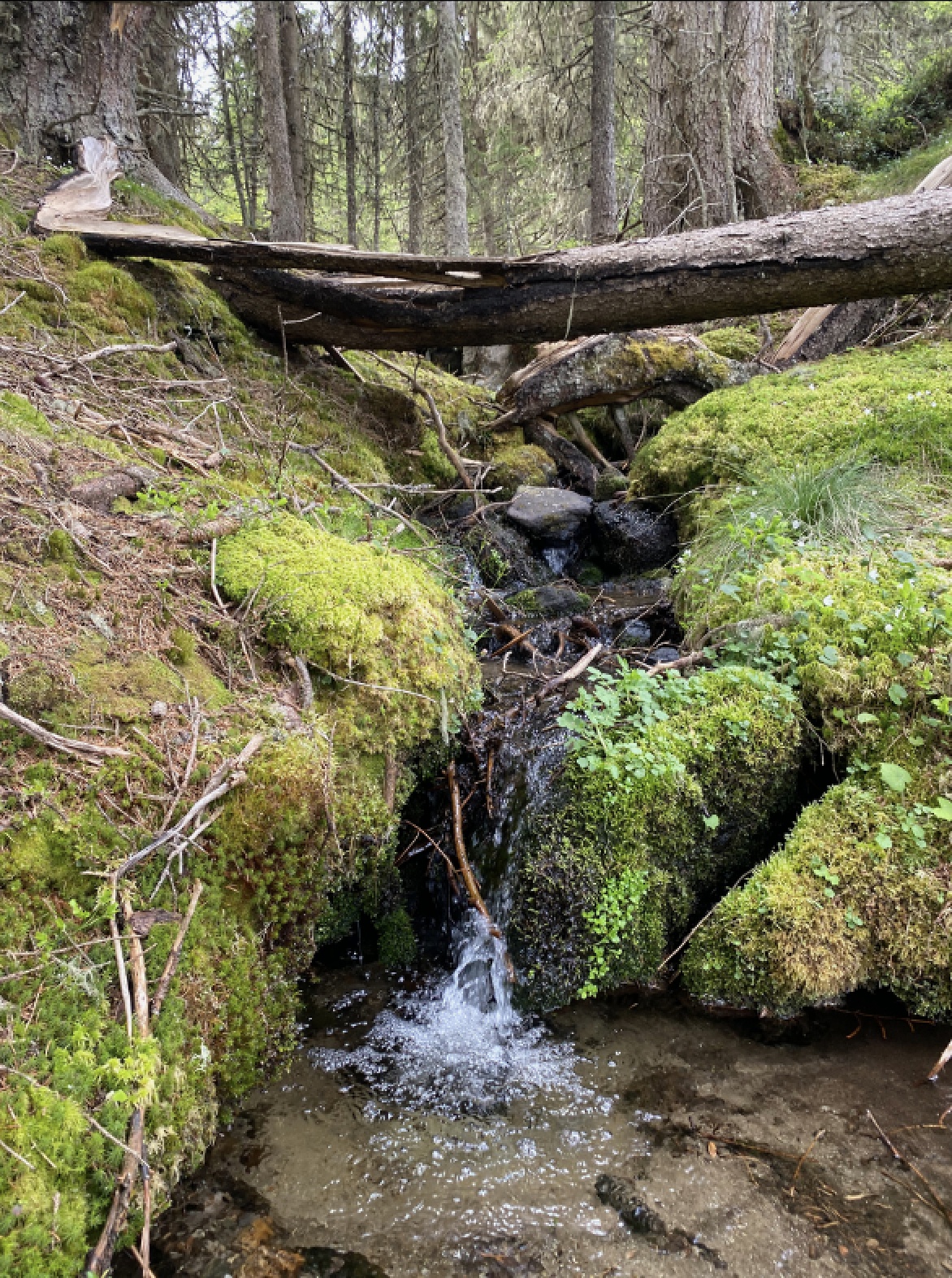 Forest bathing - COPY