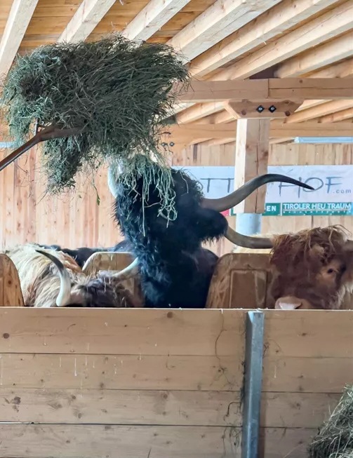 Private tour incl. feeding and petting the highland cattle at the Zottlhof farm