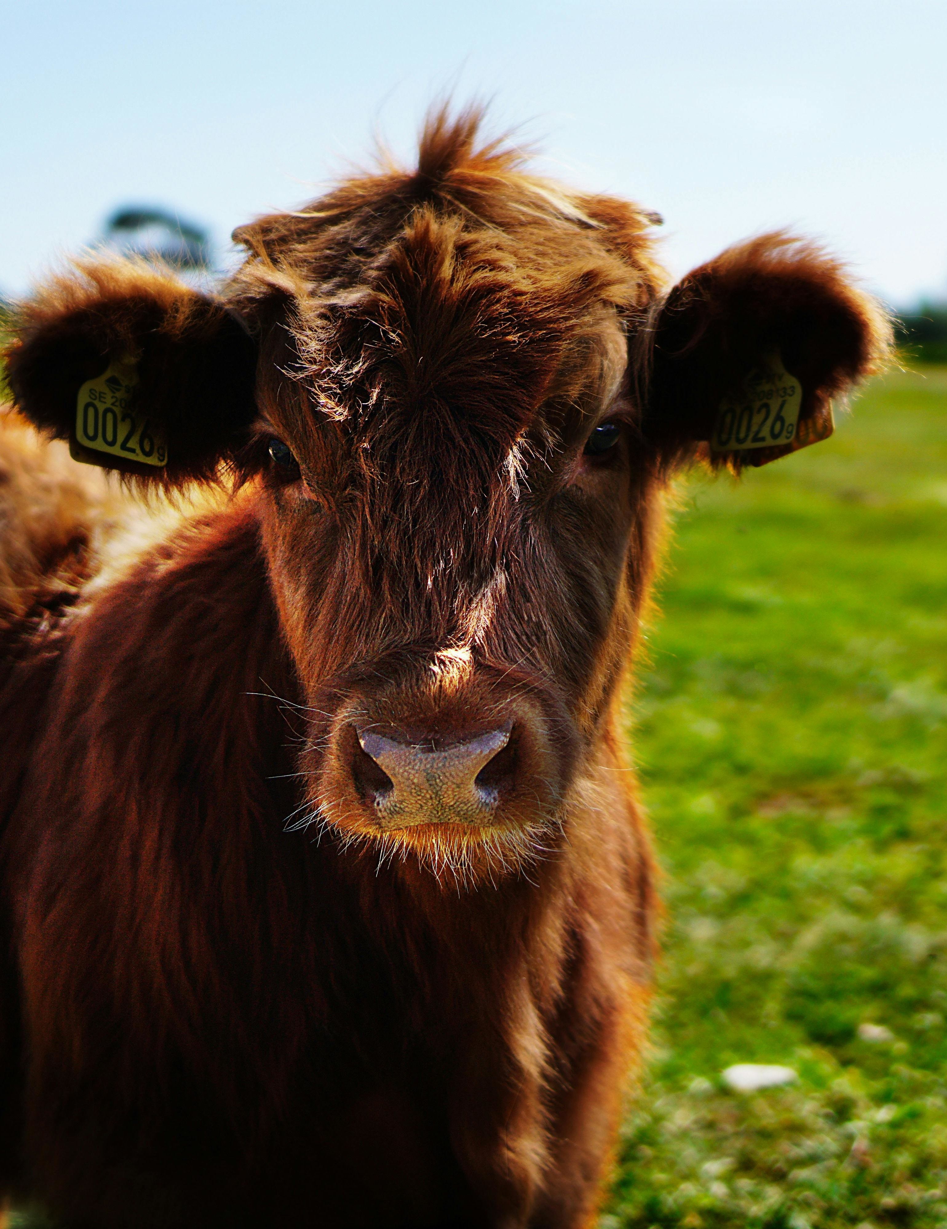 Visit the farm animals