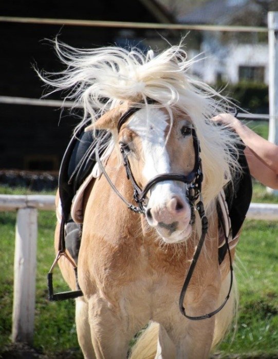 Pony riding