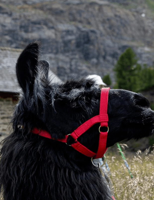 Lama meets Culture - Trekking Tour "Montani Circuit