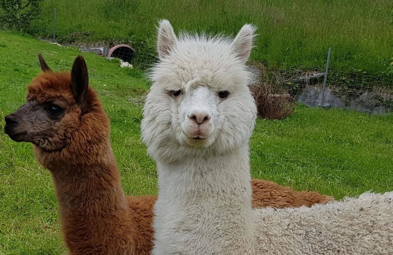 Time out with alpacas
