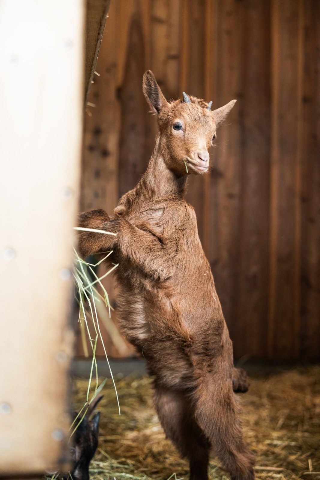 Children's farm