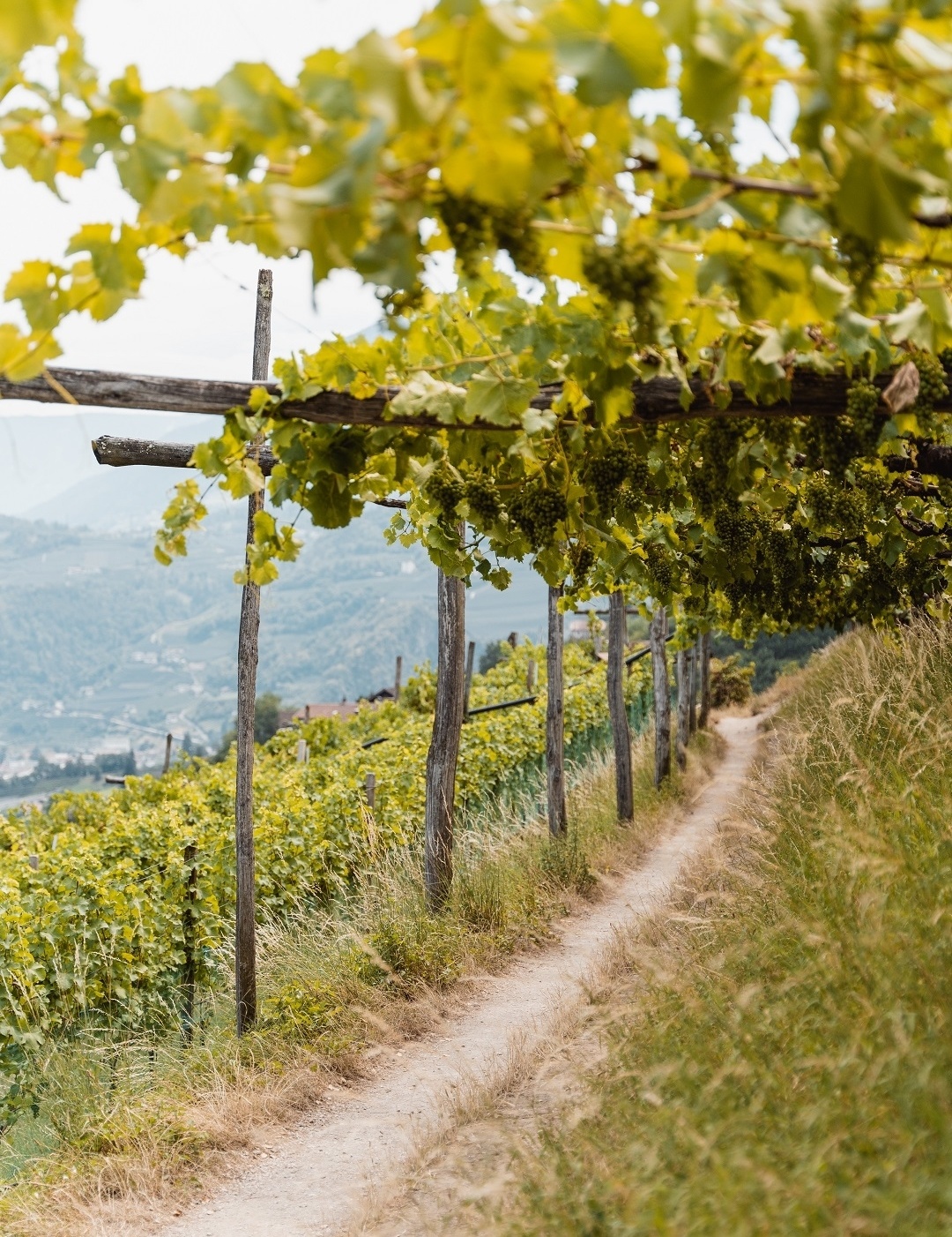 Escursione di DolceVita: Un'esperienza di vino con 2 vigneti  image