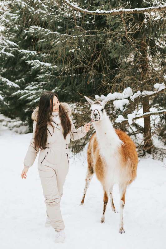 Alpaca Magic: Winter Edition